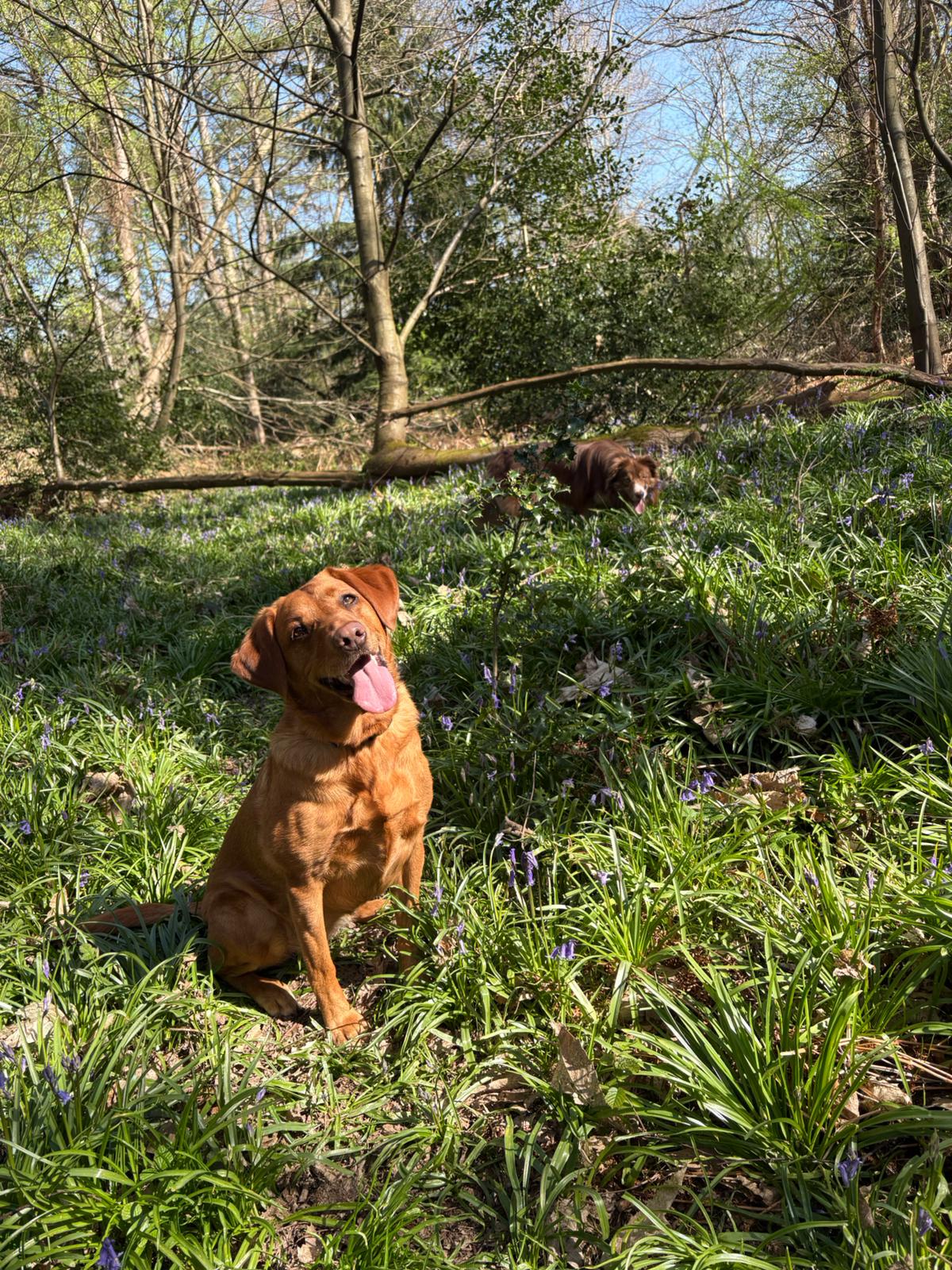 Happy dog in bluebell woods