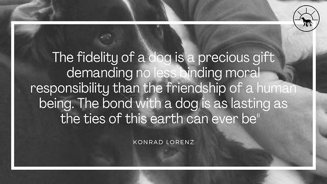 Happy Paws and Pavement Adventures in Eastleigh