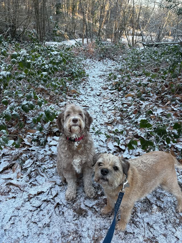 Pawsitively Perfect Walks in Eastleigh