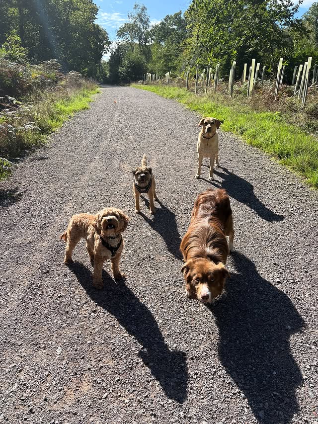 Paws, Trails, and Eastleigh Adventures