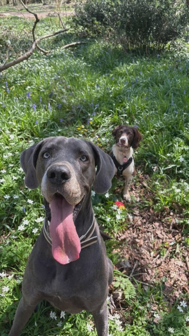 Sunshine, Sniffs, and Happy Paws in Eastleigh