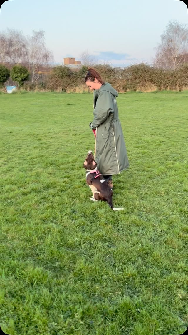 Eastleigh Adventures: Puppy Progress and Smiles