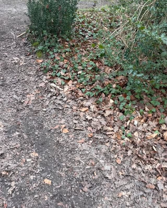 Pawsitively Splashing Fun in Eastleigh