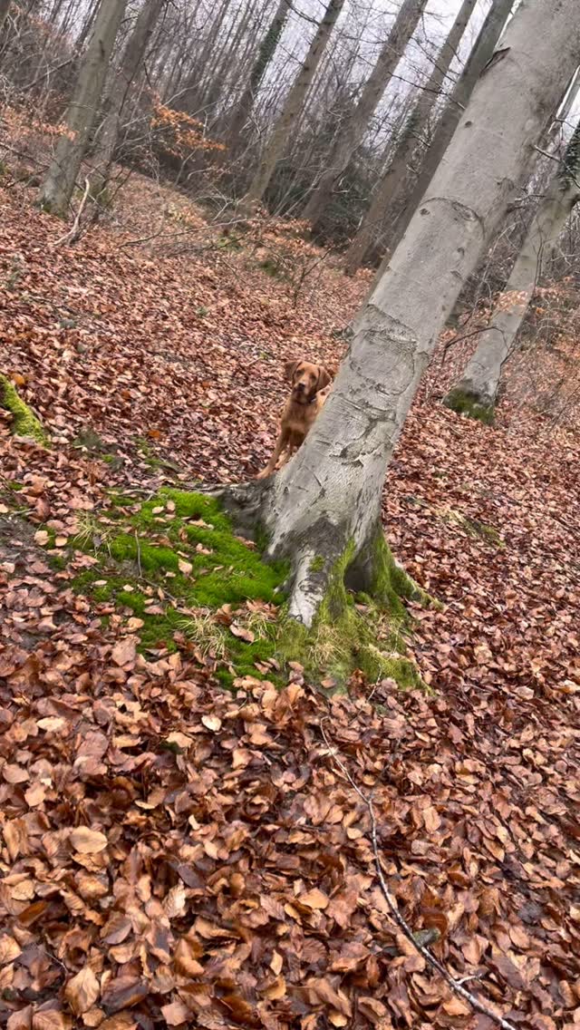 Wagging Tails and Walks in Eastleigh